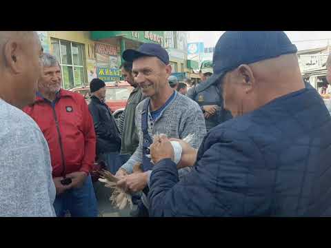 Видео: Рынок голубей Талдыкоргана 16/10/2022 год. В гостях у Голубеводов. Қус базары.