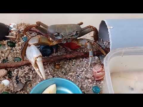 Видео: Радужный или банановый краб.