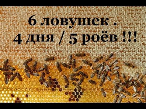 Видео: 6 ЛОВУШЕК + 4 ДНЯ = 5 РОЁВ ? ЭТО РЕАЛЬНО ! Как поймать рой пчёл в лесу. | НАЕДИНЕ С ПРИРОДОЙ