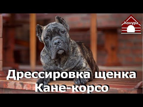 Видео: 162. Дрессировка щенка кане корсо. Первая тренировка