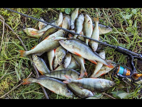 Видео: ВОТ ЭТО ЖОР!!! Клюет на ВСЕ!!!