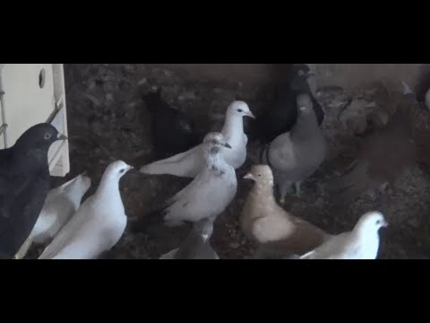 Видео: ТИППЛЕРЫ ПАВЛА ХАЕВА г  УФА