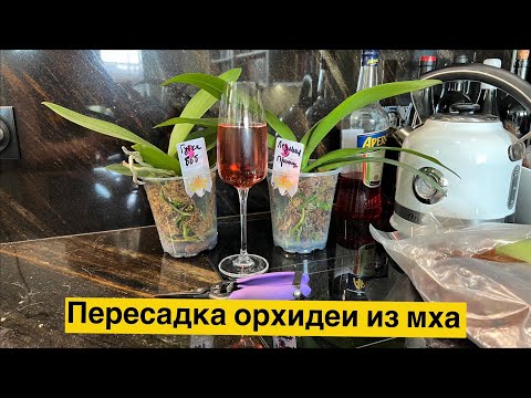 Видео: «Орхорай» прислал мне ЧЁРНУЮ орхидею! 🔥🔥🔥