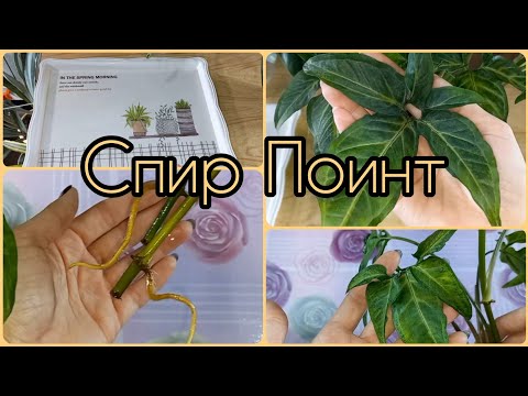 Видео: Про тот самый подносик😊СИНГОНИУМ Спир Поинт🌱Спонтанное черенкование😀Размножение🌱Грунт🌱Посадка