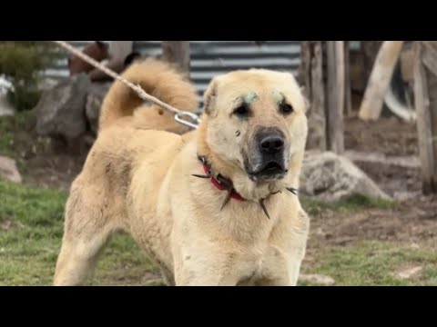 Видео: МЕДВЕДИ, СВИНЬИ И ВОЛКИ-ОХОТНИКИ КАНГАЛЬСКИЕ СОБАКИ!ВСЕ С ВИДЕОДОКАЗАТЕЛЬСТВАМИЗАХВАТЫВАЮЩИЕ МОМЕНТЫ