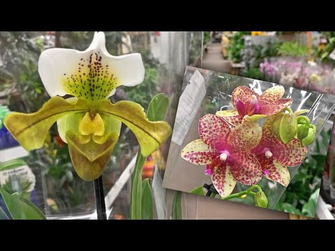 Видео: Прогулка по садовому магазину. ОРХИДЕИ прекрасны! С Вербным Воскресением!