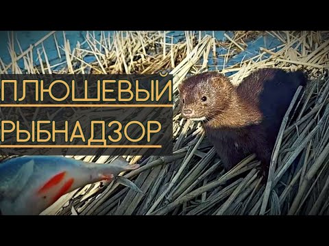 Видео: НОРКА ПРИШЛА ЗА РЫБОЙ. ОТДАЛ ВЕСЬ УЛОВ ЗВЕРЬКУ.