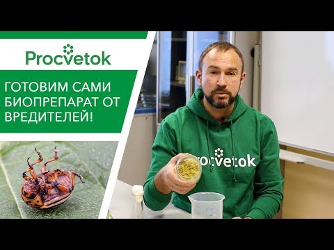 Видео: Все вредители СДОХНУТ от этого средства! Готовим сами крутой биопрепарат!