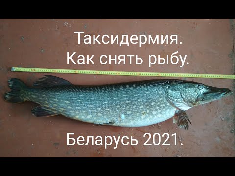 Видео: Таксидермия.  Как снять рыб.