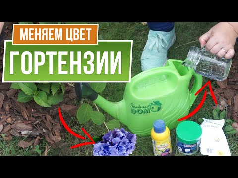 Видео: Как изменить цвет гортензии 🌺 100% СПОСОБ 🌸 Советы от Garden zoo