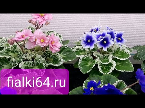 Видео: Р-Дурман и не только🌺