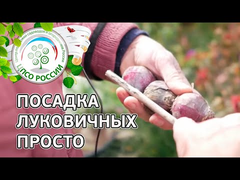 Видео: Посадка луковичных цветов осенью. Главные правила осенней посадки луковичных цветов.