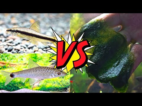 Видео: Сиамские водорослееды и Бородоеды против кладофоры.  Эксперимент