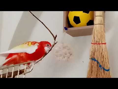 Видео: Наблюдаем за попугаем розелла, особенности поведения. Как обустроить клетку для попугая.