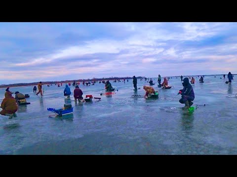 Видео: ЭТО РЫБОЛОВНОЕ БЕЗУМИЕ НА ГЛУБИНЕ 67 СМ  рыбалка на судака зимой
