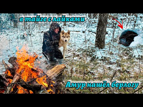 Видео: В тайгу с лайками Амур нашёл берлогу