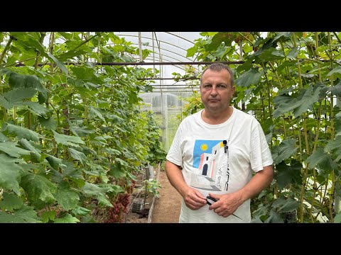 Видео: #25/3 Беларусь. В гостях на винограднике Юрия Новикова. Часть первая