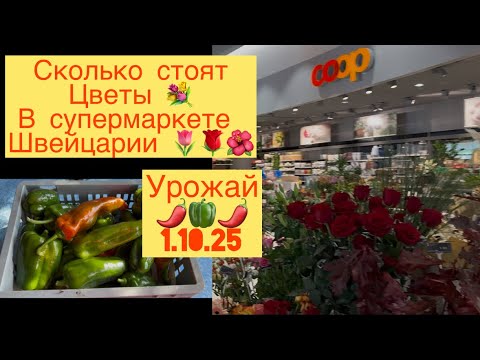 Видео: СКОЛЬКО СТОЯТ ЦВЕТЫ 💐🌷🌹 В СУПЕРМАРКЕТЕ ШВЕЙЦАРИИ 🌺 УРОЖАЙ ПЕРЦА 🌶️ 1.10.25🌶️