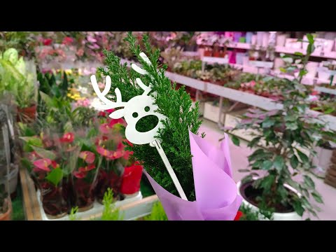 Видео: 🩷🌿ЛЕМАНА ПРО☕ЦВЕТОЧКИ К НОВОМУ ГОДУ🩵🌿
