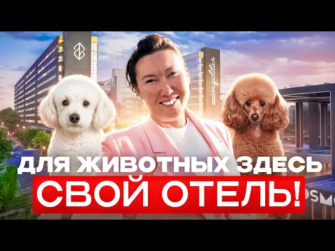Видео: Nirvana Cosmopolitan — отель, где отпуск с питомцем не мечата, а реальность!