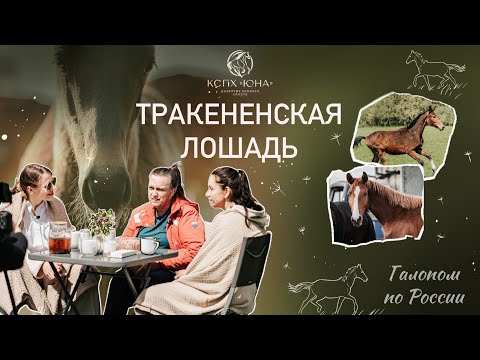 Видео: ТРАКЕНЕНСКАЯ лошадь в КФХ Тракен и легендарный МИСТЕР ИКС