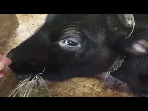 Видео: Теленок - кровь в моче ⁉️🤔 Что делать. Зимние опоросы 🐽🐷, Свиньи Дюрок