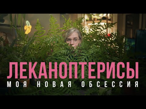 Видео: Леканоптерисы: необычные папоротники
