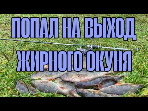 Видео: ПОПАЛ НА ВЫХОД ЖИРНОГО ОКУНЯ. ЛОВЛЯ ОКУНЯ НА СИЛИКОНОВЫЕ ПРИМАНКИ ОСЕНЬЮ. РЫБАЛКА НА СПИННИНГ.