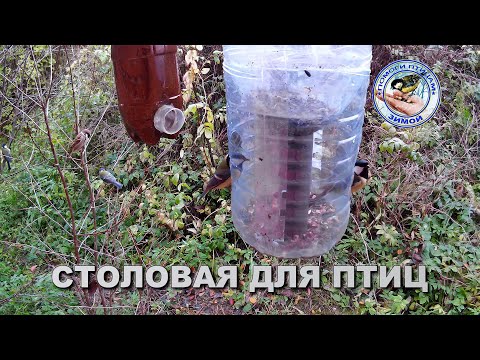 Видео: Кормушка с семечками 15 октября 2025 года (04)