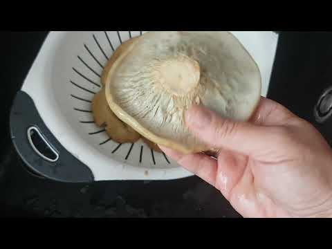 Видео: Грузди соленые холодным способом.Рецепт.Хрустящие и ароматные.salted muschrooms316.