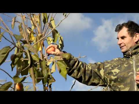 Видео: хурма « Дар Софієвки» 3.11.24