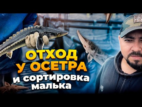 Видео: Отход у осетра и сортировка малька
