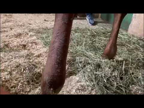 Видео: Как работать блистером «5 дней»