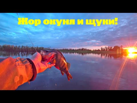 Видео: Рыбалка на Ковенском карьере в ИЮЛЕ #2. Жор окуня и щуки!