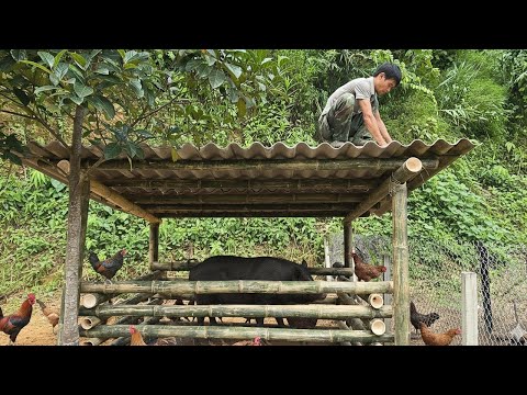 Видео: Хорошие новости дня – у Кха появилось больше кур и свиноматок.