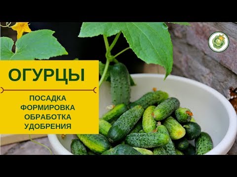 Видео: Огурцы в открытом грунте//Все секреты в одном видео - посадка, формировка, обработка, удобрения