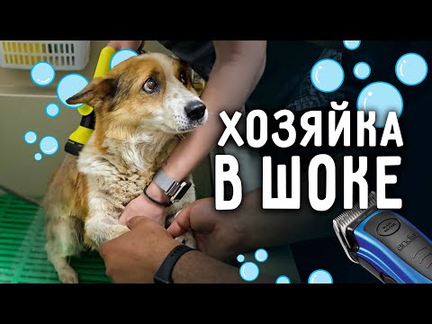 Видео: Хозяйка участка - Боня впервые у грумера и ВПЕРВЫЕ у нас дома. Оставляем пока с нами, что бы лечить.