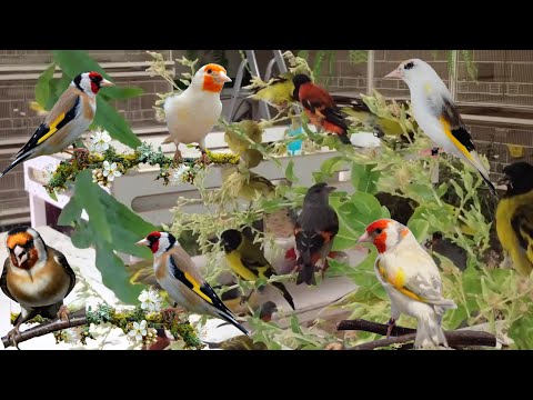 Видео: Щегол страсть в крови 🦅🕊️ Замечательно 😍