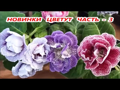 Видео: НОВИНКИ 🌺 Глоксинии ЦВЕТУТ 🌺 ЧАСТЬ - 3