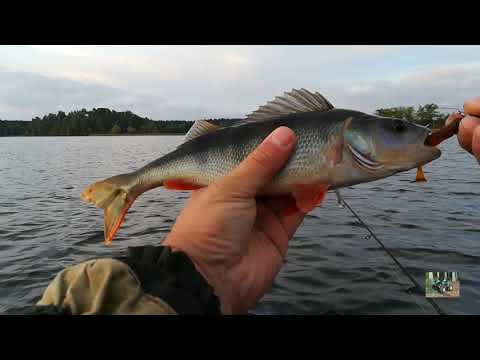 Видео: селигер рыбалка жор окуня #1