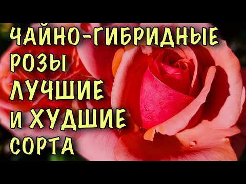 Видео: ИХ ХОТЯТ ПОСАДИТЬ ВСЕ! Чайно-гибридные розы. ДОСТОЙНЫЕ сорта и сорта КОТОРЫЕ ЛУЧШЕ НЕ САЖАТЬ