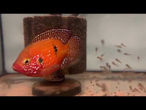 Видео: Хромисы топ качество