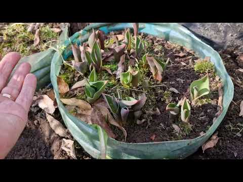 Видео: Как перезимовала голубика,какие работы сейчас важны.