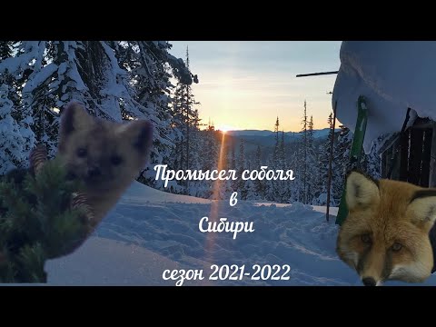 Видео: Промысел соболя капканами в Сибирской тайге. Сезон охоты 2021-2022.