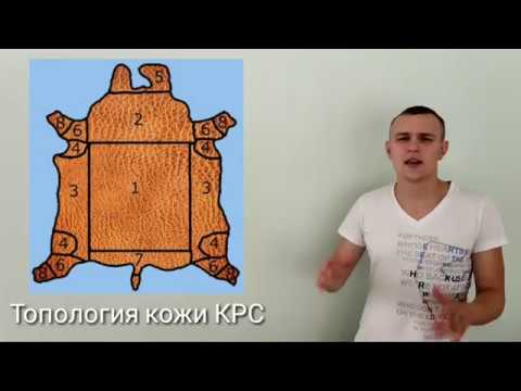 Видео: Виды кожи крупного рогатого скота | Топология кожи от M.Leather