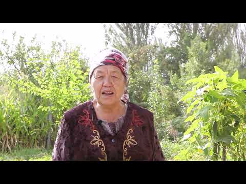 Видео: 8-сабак: Томат жана калемпирден үрөн алуу технологиясы