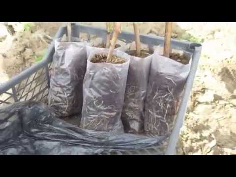 Видео: Посадка виноградных саженцев летом.