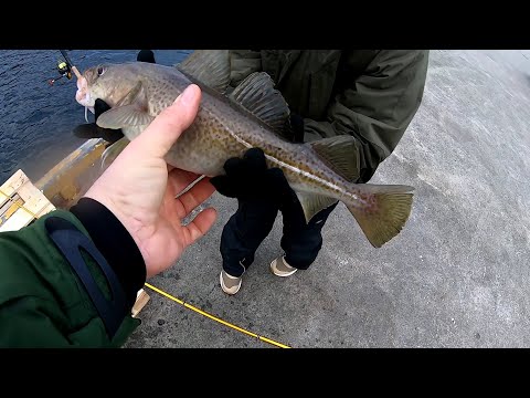 Видео: За бычком и акулой. Сайдамбала пришлаю Вот это клёв. Норвегия