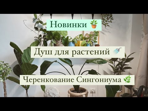 Видео: Обзор новинок комнатных растений 🪴| душ для комнатных растений| черенкую Сингониум