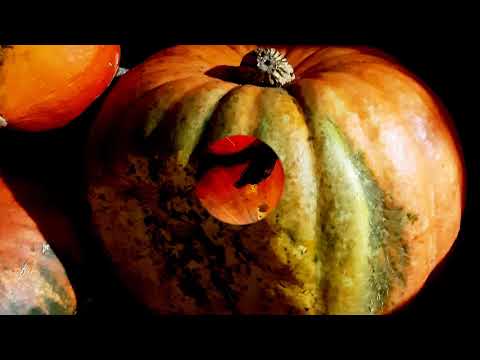 Видео: Как понять, что тыква созрела и её пора убирать? Сроки уборки, хранение тыквы.